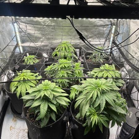 Crop_Top - 1st Grow 🌱
