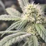 🌱 Crop_Top - 1st Grow EVER 🌱