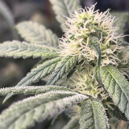 🌱 Crop_Top - 1st Grow EVER 🌱