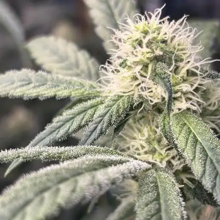 🌱 Crop_Top - 1st Grow EVER 🌱
