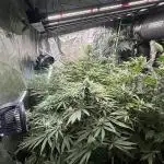 🌱 Crop_Top - 1st Grow EVER 🌱