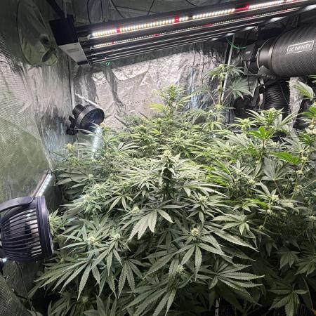 🌱 Crop_Top - 1st Grow EVER 🌱