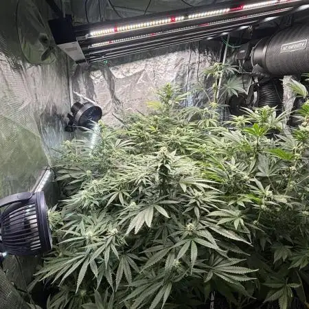 🌱 Crop_Top - 1st Grow EVER 🌱