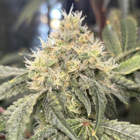 🌱 Crop_Top - 1st Grow EVER 🌱