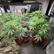 1st RDWC Grow