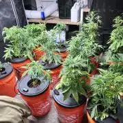 Current Culture System - Test Run