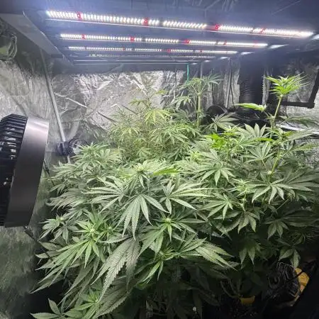 🌱 Crop_Top - 1st Grow EVER 🌱