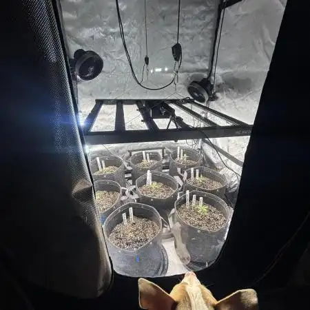 Crop_Top - 1st Grow 🌱