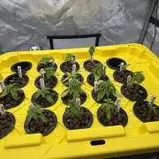 Current Culture System - Test Run