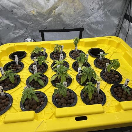 Current Culture System - Test Run