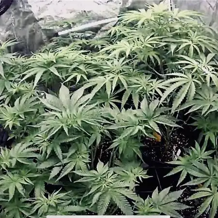 Crop_Top - 1st Grow 🌱