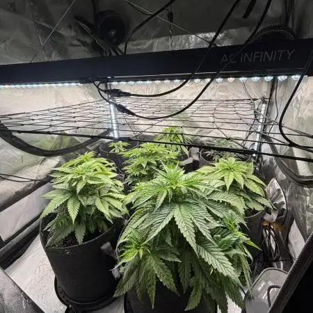 Crop_Top - 1st Grow 🌱