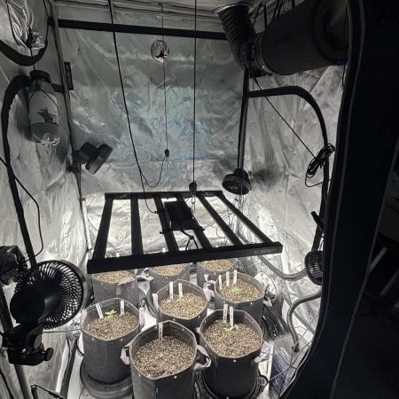 Crop_Top - 1st Grow 🌱