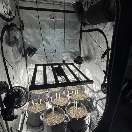 Crop_Top - 1st Grow 🌱