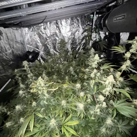 🌱 Crop_Top - 1st Grow EVER 🌱