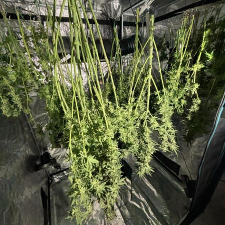 🌱 Crop_Top - 1st Grow EVER 🌱