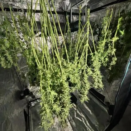 🌱 Crop_Top - 1st Grow EVER 🌱