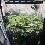 Crop_Top - 1st Grow 🌱