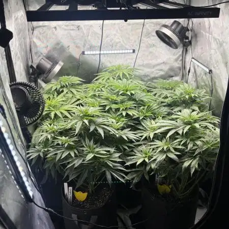 Crop_Top - 1st Grow 🌱