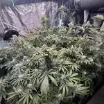 🌱 Crop_Top - 1st Grow EVER 🌱