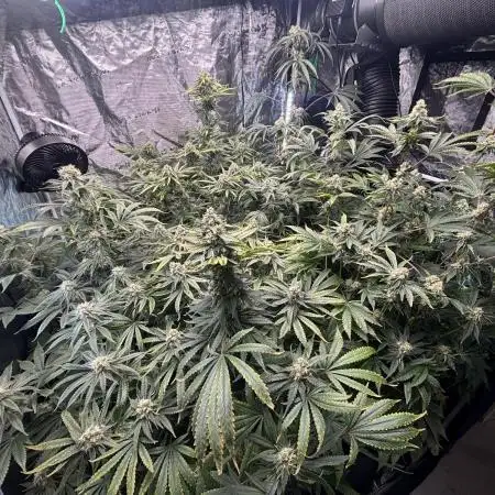 🌱 Crop_Top - 1st Grow EVER 🌱