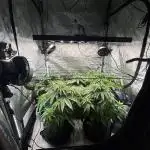 Crop_Top - 1st Grow 🌱