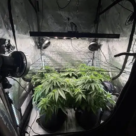 Crop_Top - 1st Grow 🌱