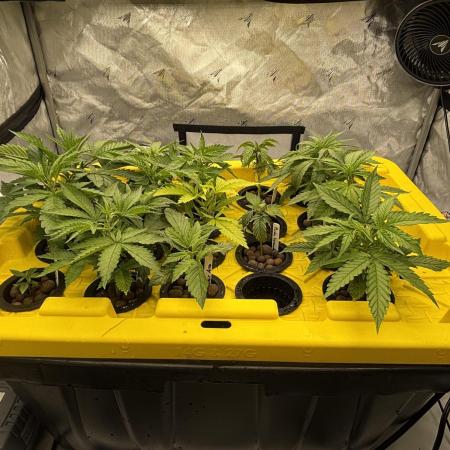 Current Culture System - Test Run