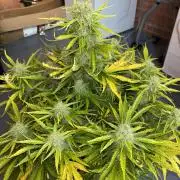 Cheese, Orange Haze & Cotton Berry