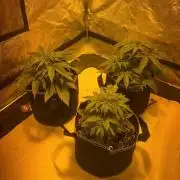 Cheese, Orange Haze & Cotton Berry