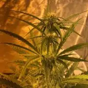 Cheese, Orange Haze & Cotton Berry