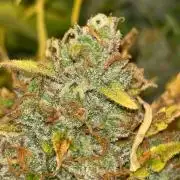 Cheese, Orange Haze & Cotton Berry