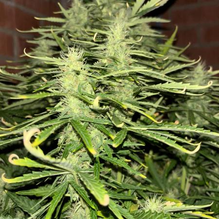 Cheese, Orange Haze & Cotton Berry