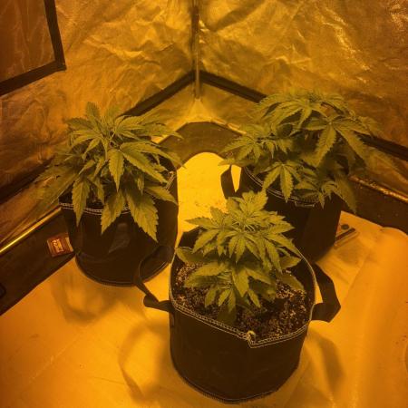 Cheese, Orange Haze & Cotton Berry