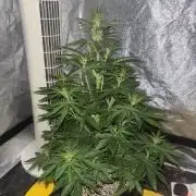 Cheese, Orange Haze & Cotton Berry