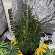 Cheese, Orange Haze & Cotton Berry