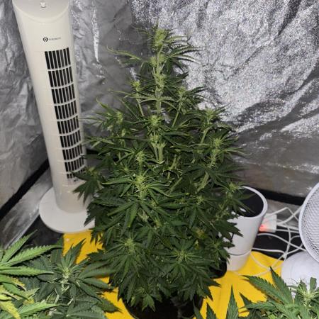 Cheese, Orange Haze & Cotton Berry