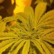 Cheese, Orange Haze & Cotton Berry