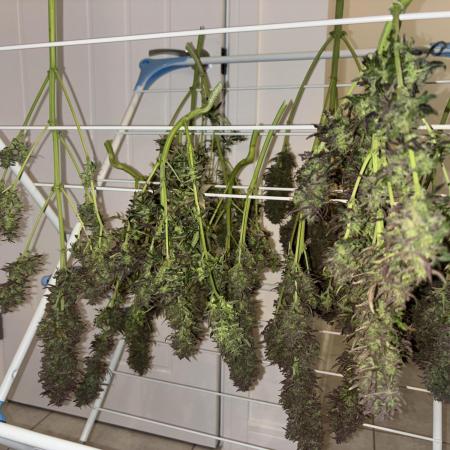 Cheese, Orange Haze & Cotton Berry