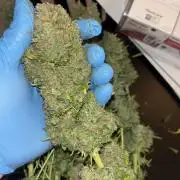 Cheese, Orange Haze & Cotton Berry