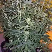 Cheese, Orange Haze & Cotton Berry