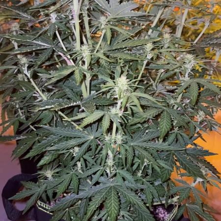 Cheese, Orange Haze & Cotton Berry