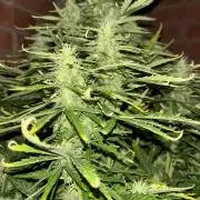 Cheese, Orange Haze & Cotton Berry