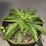 Cheese, Orange Haze & Cotton Berry