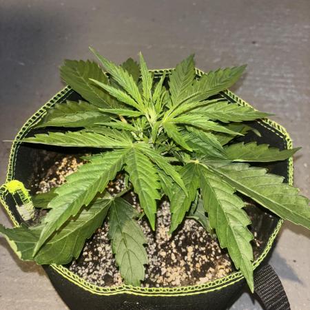 Cheese, Orange Haze & Cotton Berry