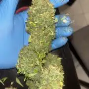 Cheese, Orange Haze & Cotton Berry