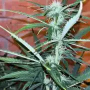 Cheese, Orange Haze & Cotton Berry