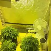 Cheese, Orange Haze & Cotton Berry