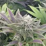 Nectar Drip - High Pressure Aeroponics