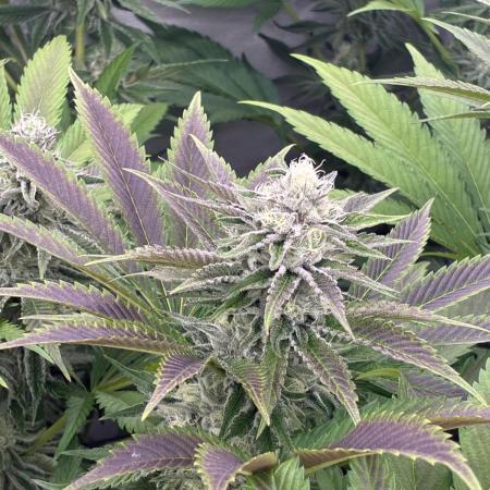 Nectar Drip - High Pressure Aeroponics